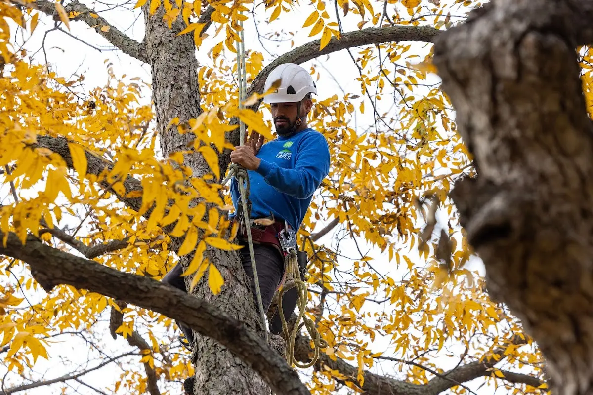 Skilled Tree Trimming crew working in Bird City